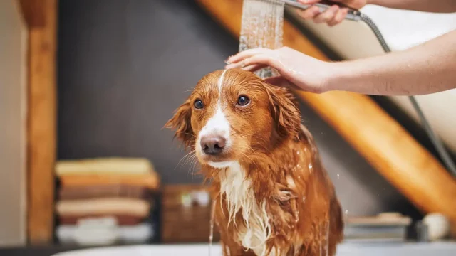 Pets and Pet Care